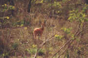 antilope1.JPG (58090 octets)