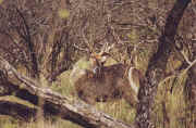antilope.JPG (65729 octets)