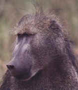 babouin1.JPG (33528 octets)