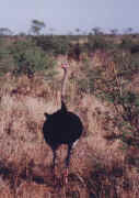 bird4.JPG (32967 octets)