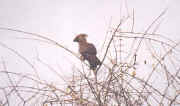 bird5.JPG (20614 octets)
