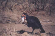 bird6.JPG (38179 octets)