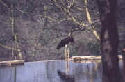 bird7.JPG (39598 octets)