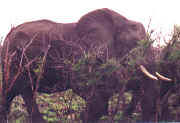 �l�phant.JPG (28592 octets)
