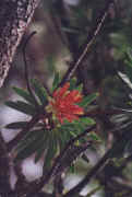 fleur1.JPG (36792 octets)