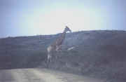 girafe1.JPG (22841 octets)