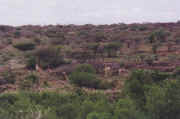 girafe.JPG (40686 octets)