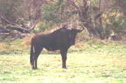 gnou.JPG (64776 octets)