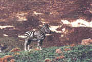 golden - zebre de burchell.jpg (75883 octets)