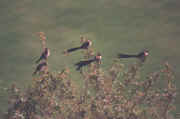 golden _ oiseaux.jpg (45437 octets)