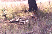 guepard1.JPG (73577 octets)