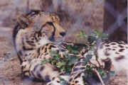 guepard2.JPG (32341 octets)