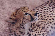 guepard.JPG (41558 octets)
