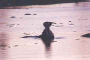 hippo1.JPG (32792 octets)