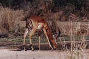 impala.JPG (44540 octets)