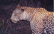 leopard1.JPG (48015 octets)