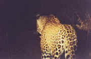 leopard2.jpg (20043 octets)