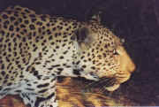 leopard.JPG (46987 octets)
