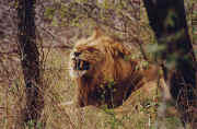 lion2.JPG (61346 octets)