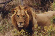 lion3.JPG (35455 octets)