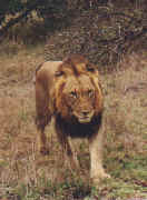 lion4.JPG (33494 octets)