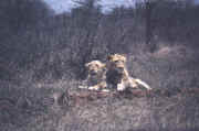 lion6.JPG (43825 octets)