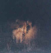 lion.JPG (22005 octets)