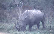 rhino2.JPG (41028 octets)