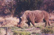 rhino.JPG (55231 octets)