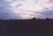 umfolozi.JPG (11000 octets)