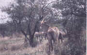 wilderbeest.JPG (55121 octets)